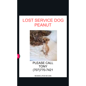 Lost Dog Peanut