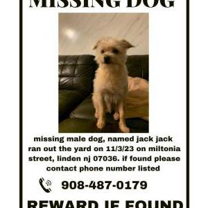 Lost Dog jack jack