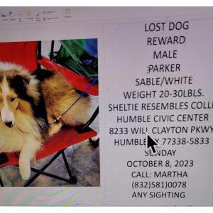 Lost Dog Parker