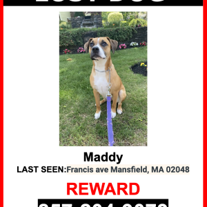 Lost Dog Maddy