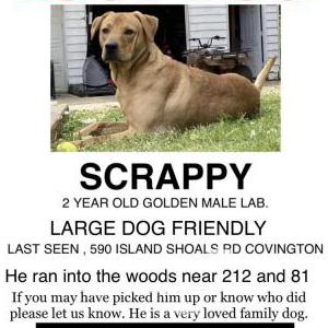 Lost Dog Scrappy