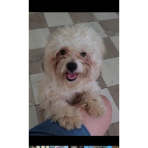 2nd Image of Sparky, Lost Dog
