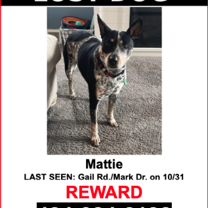 Lost Dog Mattie