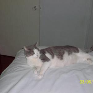 2nd Image of Brooke, Lost Cat