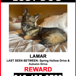 Lost Dog Lamar