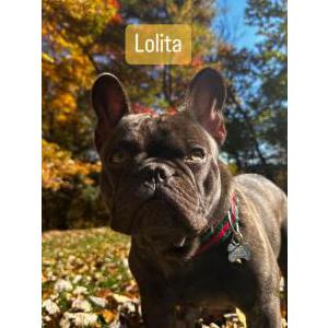 2nd Image of Lolita, Lost Dog