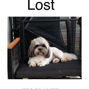 Lost Dog Baby