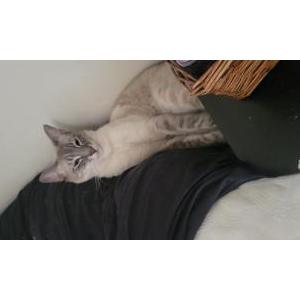 Image of Lafayette, Lost Cat