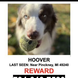 Image of Hoover, Lost Dog