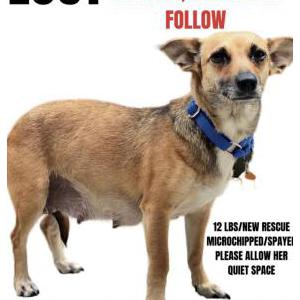 Lost Dog Lydia