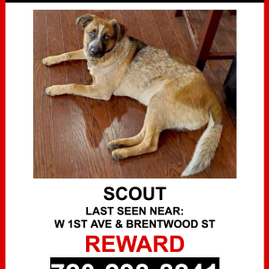 Lost Dog Scout