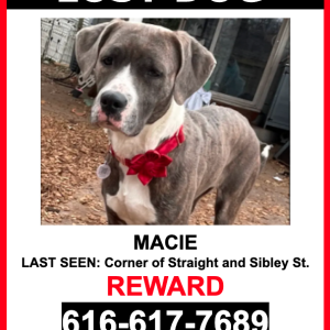 Lost Dog Macie