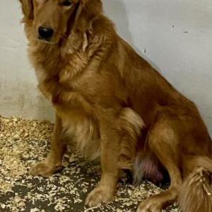 Image of Cassidy Golden, Lost Dog