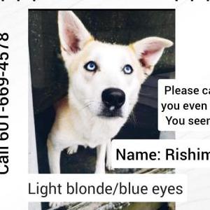Lost Dog Rishima