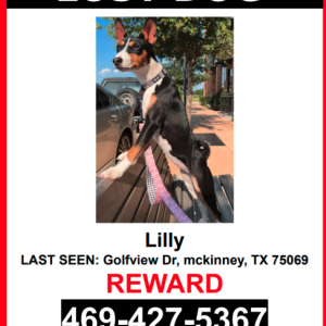 Lost Dog Lilly
