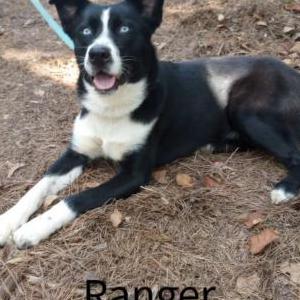 Lost Dog Ranger
