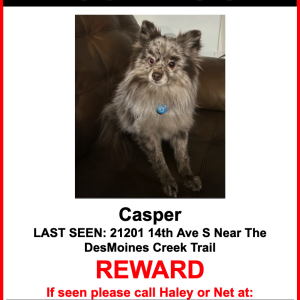 Lost Dog Casper