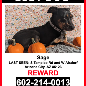 Lost Dog Sage