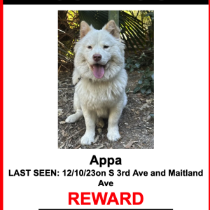 Lost Dog Appa