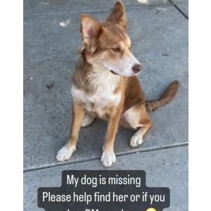 Lost Dog Canela