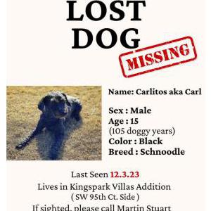 Lost Dog Carlitos