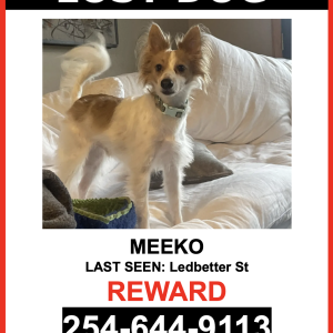 Lost Dog Meeko