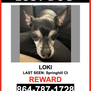 Lost Dog Loki