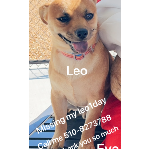 Lost Dog Leo