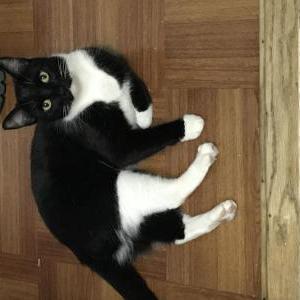 Image of Jubei, Lost Cat