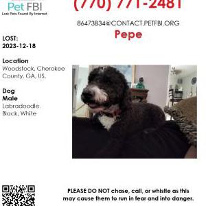 Lost Dog Pepe
