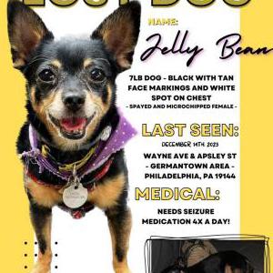 Lost Dog Jelly Bean