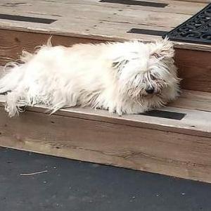Image of Bunny, Lost Dog
