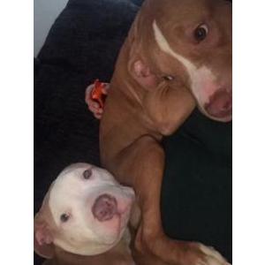 Image of Ocean and diamond , Lost Dog