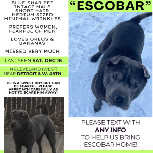 Lost Dog Escobar