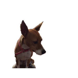 Image of Sandi, Lost Dog
