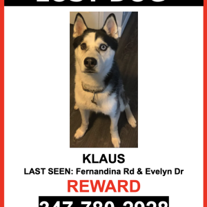 Image of Klaus, Lost Dog