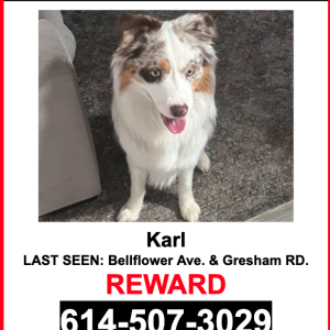 Image of Karl, Lost Dog