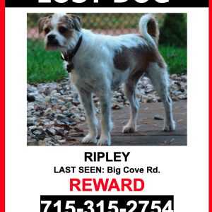 Lost Dog Ripley