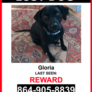 Lost Dog Gloria