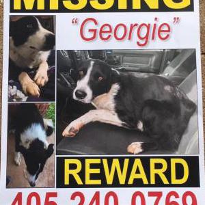 Image of Georgie, Lost Dog