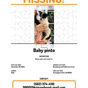 Lost Dog Baby Pinto
