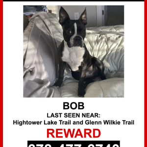 Image of Bob, Lost Dog