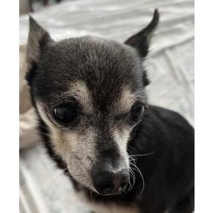 2nd Image of King, Lost Dog