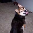 Found Dog Jazzy Found Dog Jazzy