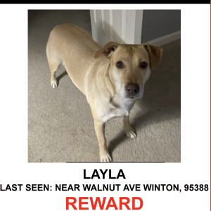 Lost Dog Layla