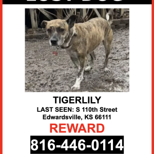 Lost Dog Tigerlily