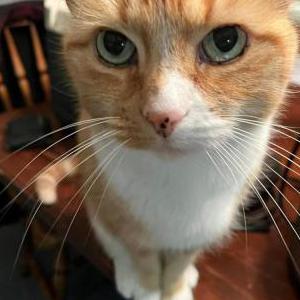 2nd Image of Ginger, Lost Cat