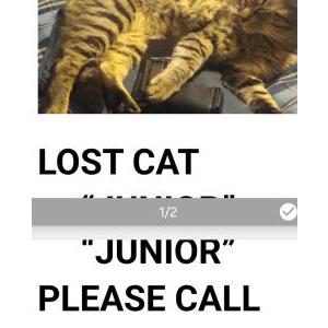 Lost Cat Junior