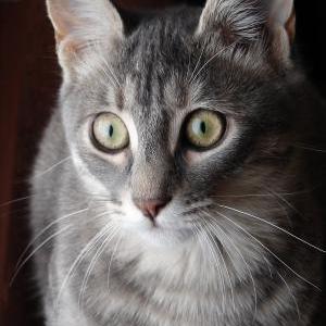 Lost Cat Lucy Light Gray, Sm