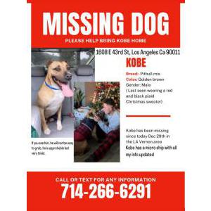 Lost Dog Kobe